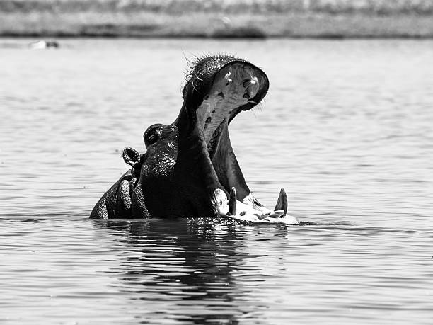 3D rendering of a hippopotamus isolated on white background
