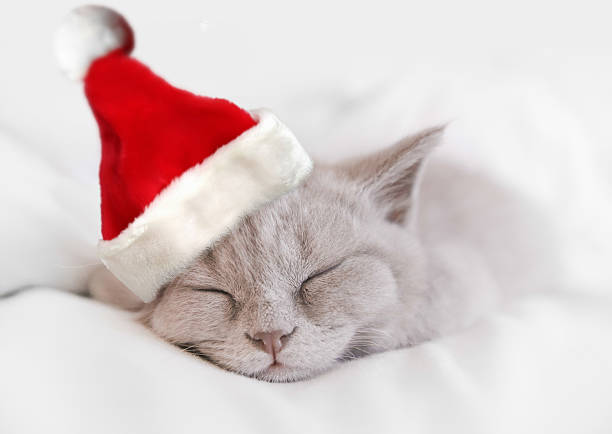 new year sleeping cat with santa red hat