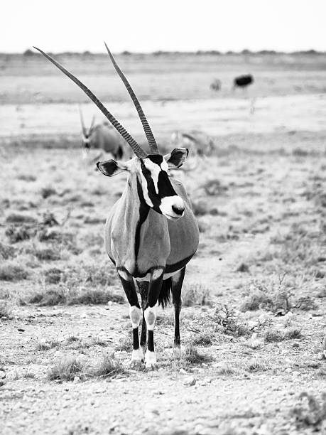 istock Gemsbok antelope in the yellow grass 496980126