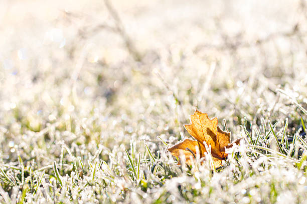 istock maple leaf and grass in a sunny cool morning 496980426
