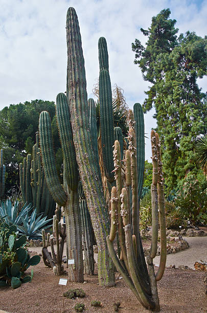 istock Landscape with a giant saguaro cactus 496981496