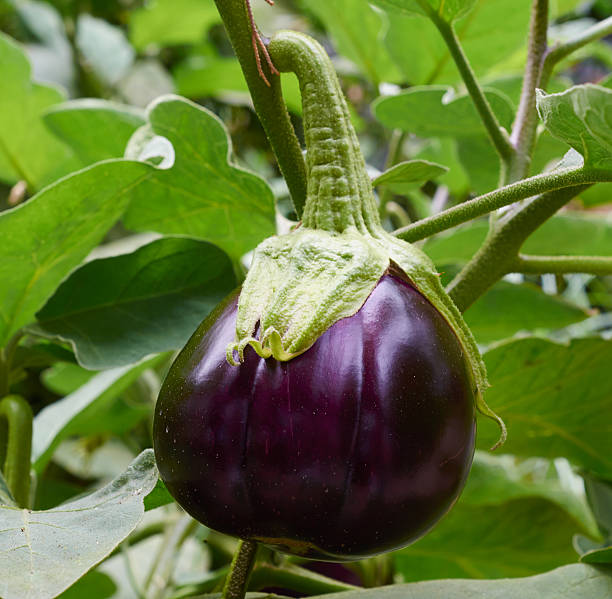 istock Purple eggplant close up. 496982160