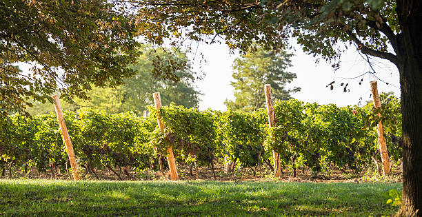 istock Vineyards at sunset in autumn harvest 496982646