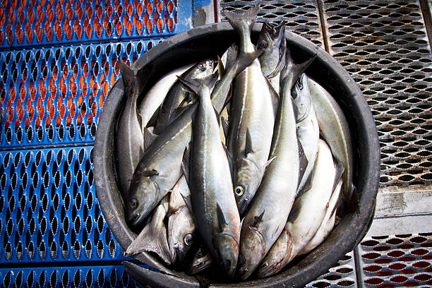 Fish in basket stock photo