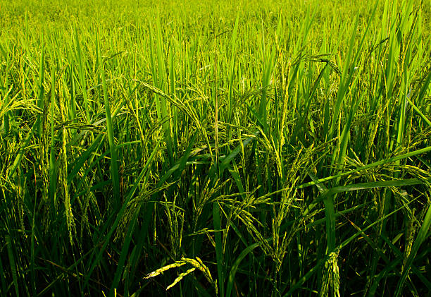 istock Soft focus of rice field background 496983412