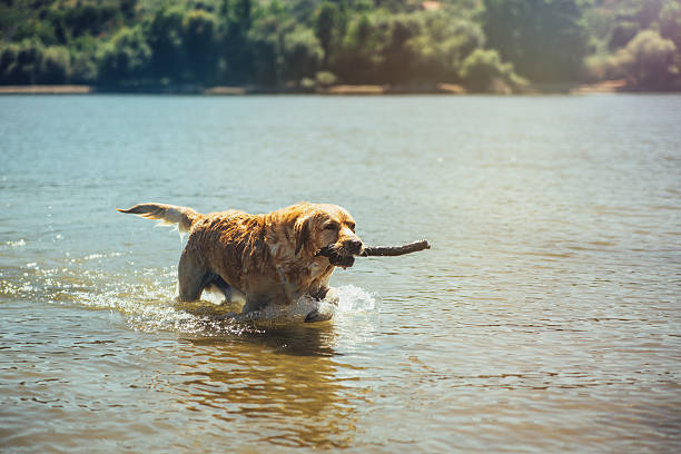 istock Golden labrador retrieving a stick from the water. 496984078