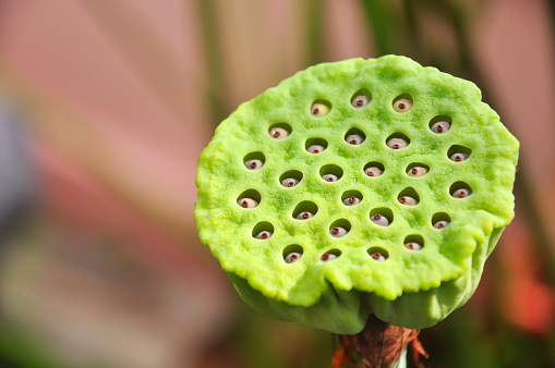 Fresh Lotus Seed Pod,close up