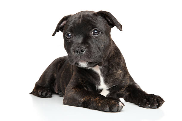 istock Staffordshire bull terrier puppy 496985274