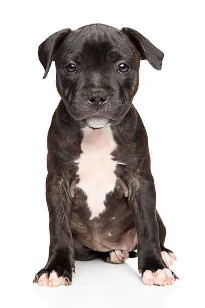 istock Staffordshire bull terrier puppy 496985300