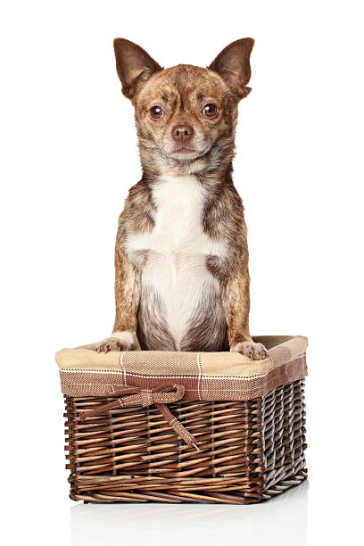 istock Brown Chihuahua in basket 496985316
