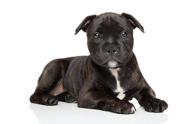 istock Staffordshire bull terrier puppy 496985390