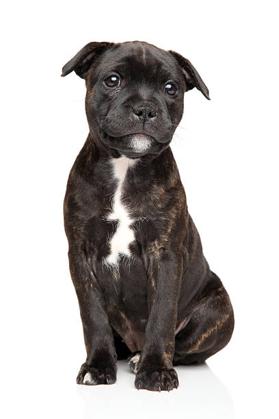 istock Staffordshire bull terrier puppy 496985510