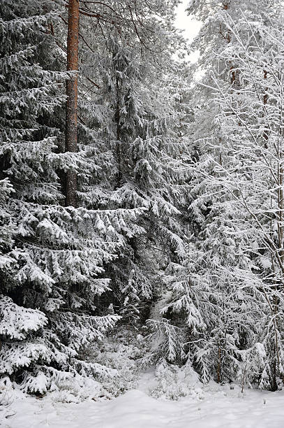 istock Taiga in early winter 496986254