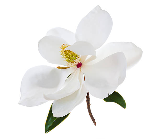 istock White Magnolia Flower Magnolias Floral 496986566