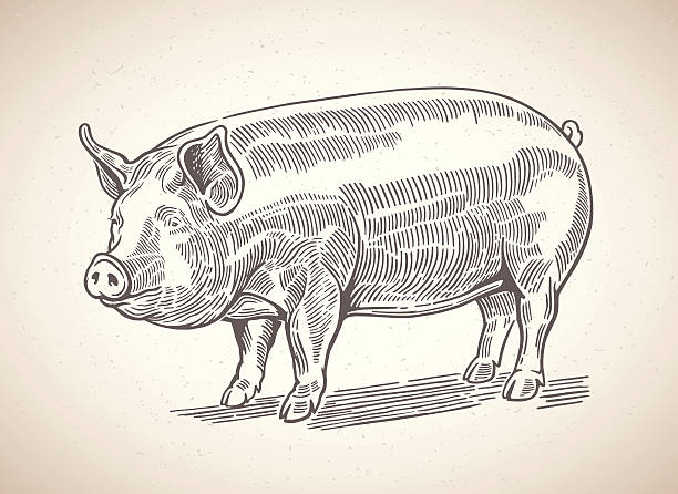 Graphical pig. Vector illustration of pig in graphic style. Drawing by hand. pig illustrations stock illustrations