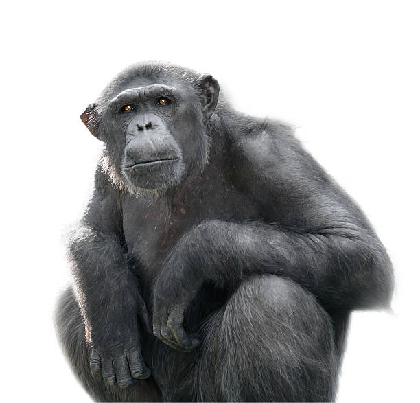 istock Chimpanzee looking at something with extreme attention isolated on white 496988896