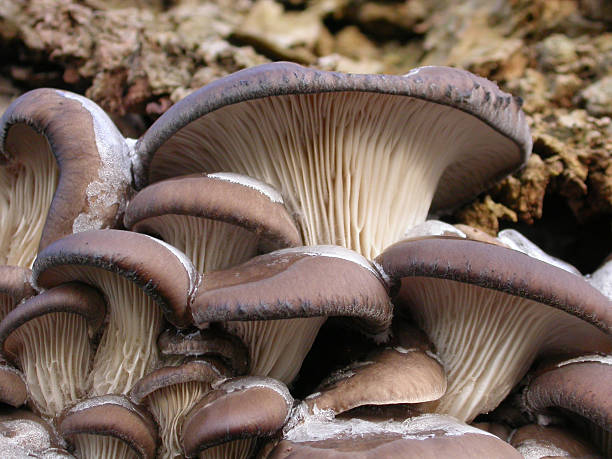 legno di funghi, funghi ostrica (pleurotus ostreatus - soil saprophyte foto e immagini stock