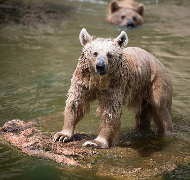 Syrian brown bear in the middle of the river