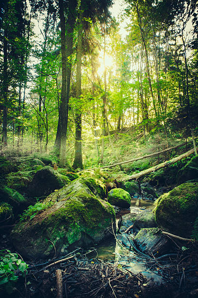 Down the dark ravine II stock photo