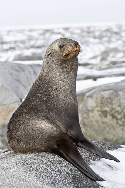 istock young fur seal resting on a rocky 496990393