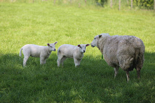 Mother sheep with two lambs Mother sheep with two lambs on the grass in the shadow. arma-globalphotos stock pictures, royalty-free photos & images