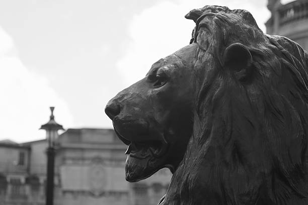 Lion statue Trafalgar Square in London Head of the lion statue at Trafalgar Square opposite the National Gallery in London, England. arma-globalphotos stock pictures, royalty-free photos & images