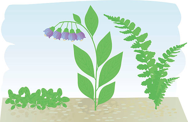 forestflowers - sandweg stock illustrations