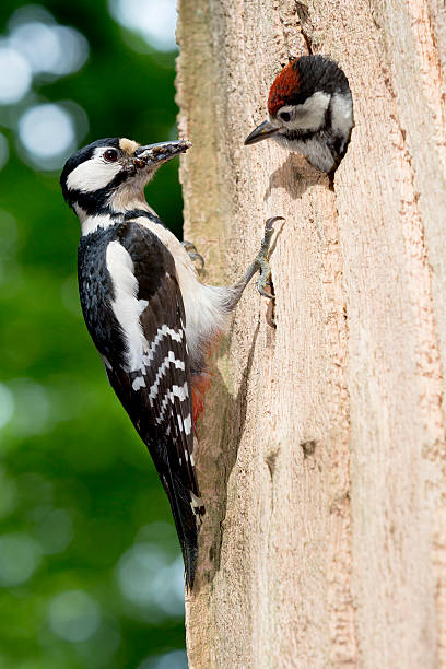 istock Female Great Spotted Woodpecker is feeding her young 496991761