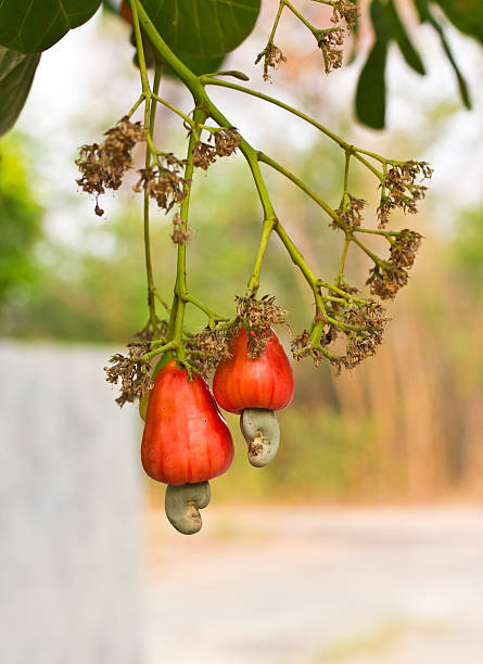 Cashew nuts growing on a tree stock photo