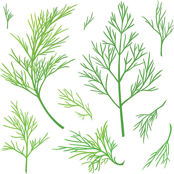 twigs mit dill - dill fennel isolated herb stock-grafiken, -clipart, -cartoons und -symbole