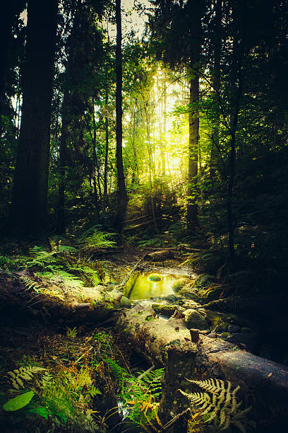 Down the dark ravine stock photo