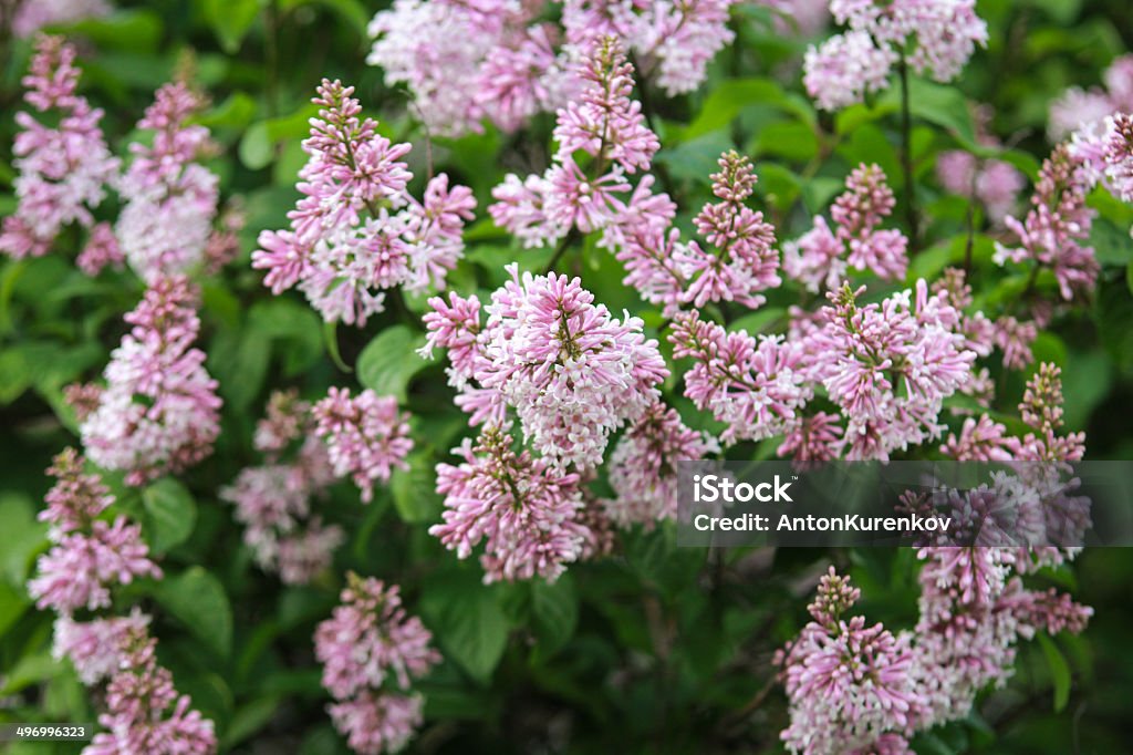 Lilac bush in full leaf with half-bloomed blossoms Half-bloomed lilac clusters with a background of green lilac leaves.  The lower two-thirds of each cluster is in full bloom, revealing delicate light purple flowers.  Dark lilac buds top each cluster of blossoms.  Healthy full foliage creates a solid green leafy background. Backgrounds Stock Photo