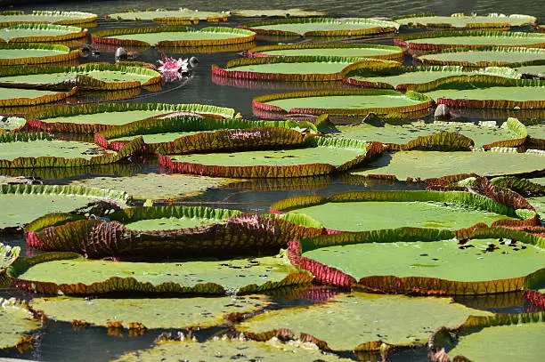 Giant water lilies in a lake in Java, Indonesia