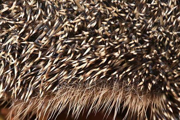 istock hedgehog spine and fur detail 496997558