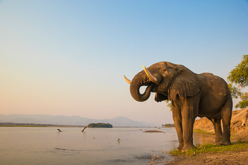African Elephant bull beber en el río Zambezi photo