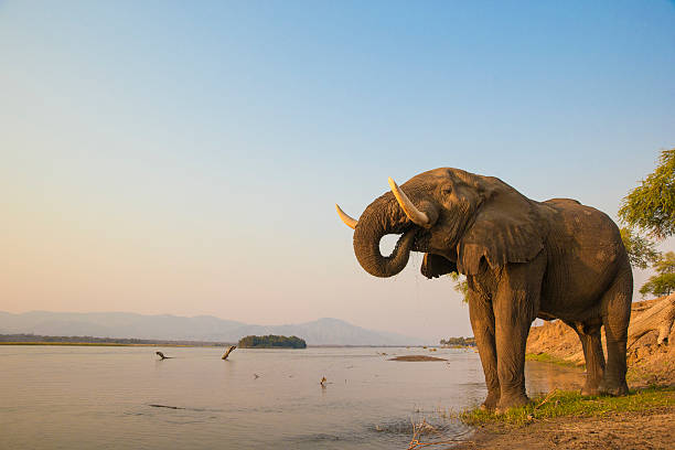 african elephant bull beber en el río zambezi - ecological reserve fotografías e imágenes de stock