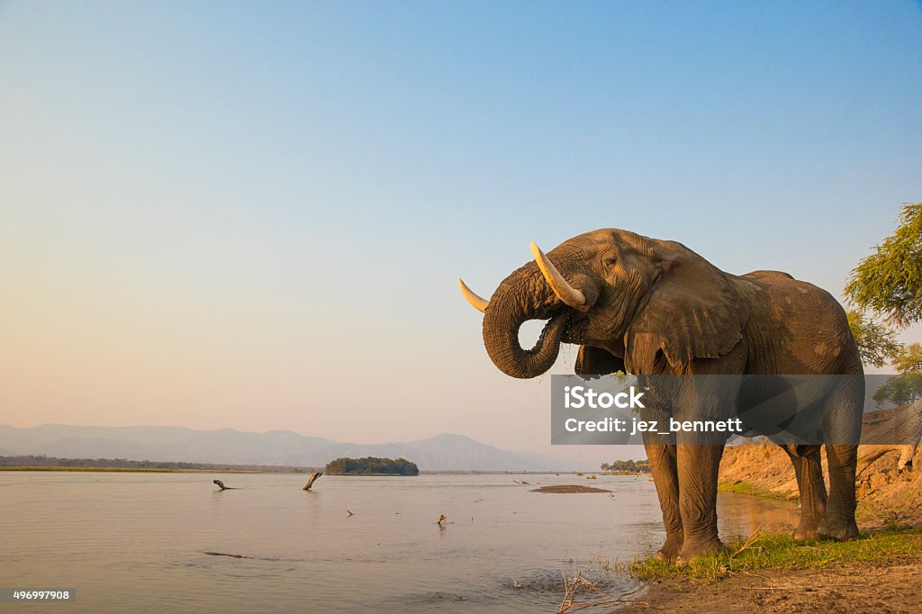 African Elephant bull drinking on the Zambezi river African Elephant bull drinking on the Zambezi river at sunset Zambia Stock Photo