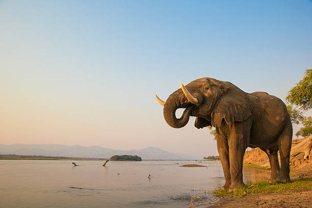elefante africano macho beber no rio zambezi - african wildlife - fotografias e filmes do acervo