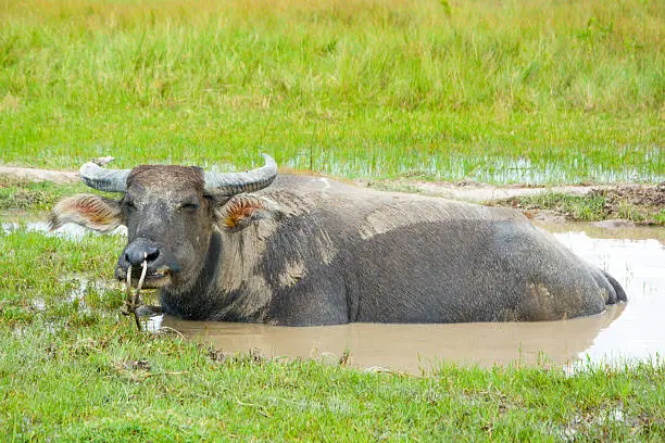 Water-Buffalo relaxing in the swamp on the wet grassland