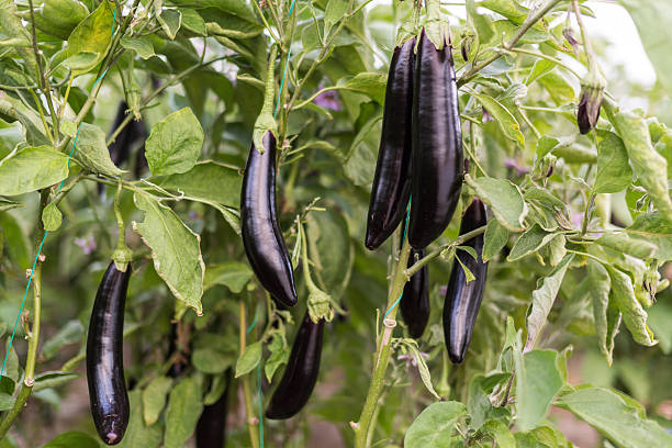 thaï cultiver - eggplant vegetable vegetable garden plant photos et images de collection
