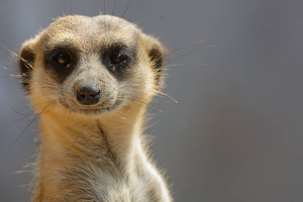 meerkat.the wissenschaftliche ist meeru island suricatta. - erdmännchen stock-fotos und bilder