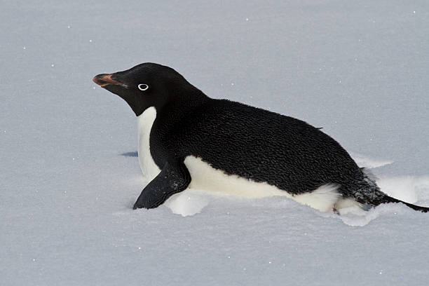istock Adelie Penguin crawling on a snowy field 497002259