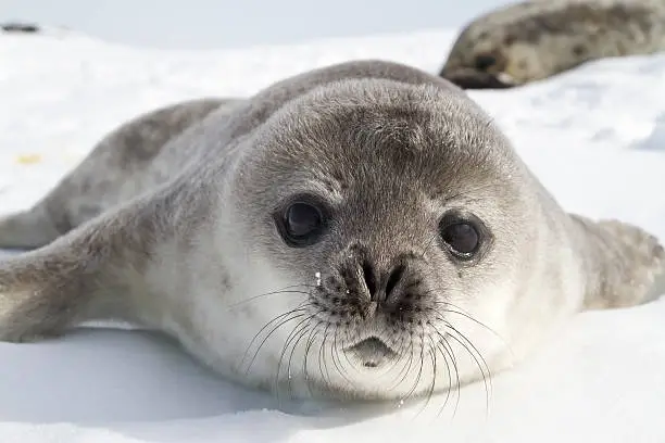 Photo of Weddell seal pups on the ice of the Antarctic Peninsula 1