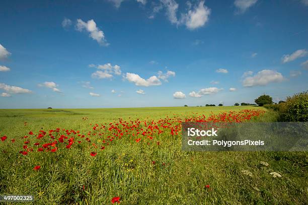 Poppy Field Stock Photo - Download Image Now - Agricultural Field, Beauty In Nature, Blue