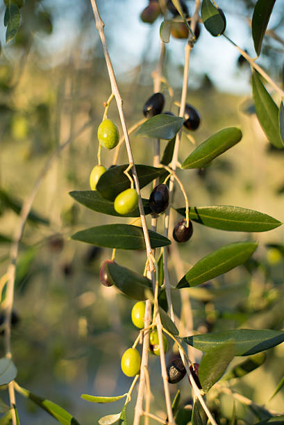 istock Detail of olive tree no.2 497002926