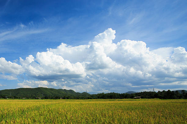 Rice field yellow grass blue sky cloud cloudy landscape background stock photo