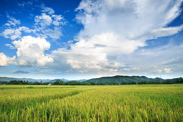 Rice field yellow grass blue sky cloud cloudy landscape background stock photo