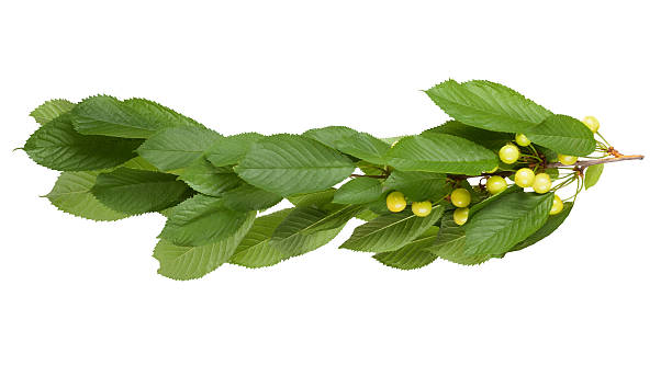 istock Cherry branch with unripe berries isolated on white background 497003057