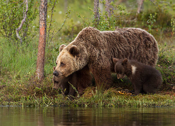 istock Brown bear cubs with mum by the pond, Finland 497003101