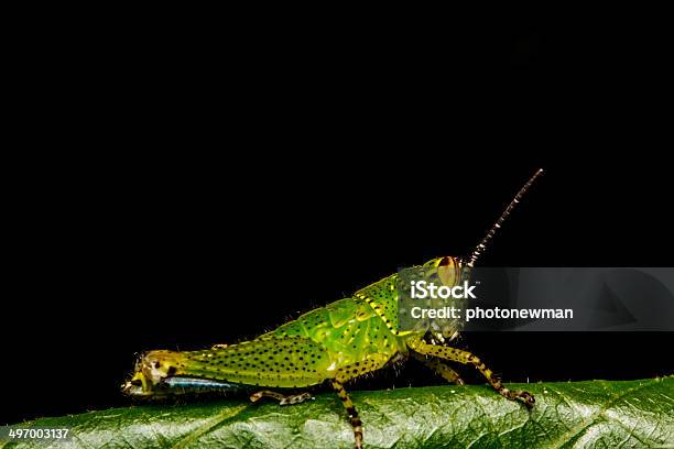 Cavalletta Arroscata Su Una Foglia - Fotografie stock e altre immagini di Ambientazione esterna - Ambientazione esterna, Animale selvatico, Composizione orizzontale